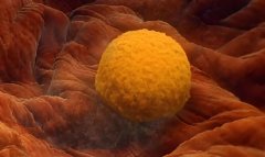 鲜胚移植后胸胀痛不正常?小心移植失败