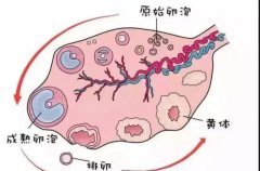 提高生育年龄，一文了解基础卵泡4个做试管的好处