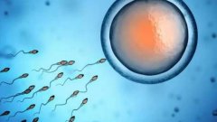 精子顶体酶活性低做人授还是试管？胚胎质量差是怎么回事？