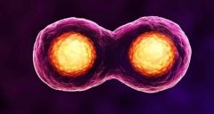 不憋尿，还能顺利移植胚胎吗？