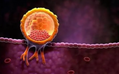 揭秘3BB和4BB囊胚的区别