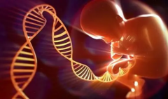 囊胚移植10天后试纸显示淡弱？深入剖析六大关键影响要素！