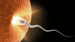 胚胎移植后想快速着床，这些因素不得不考虑！