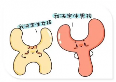 右侧卵巢排卵可能生'男'孩？这种说法没有科学依据
