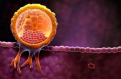 注意了！试管泌乳素高不能移植鲜胚！