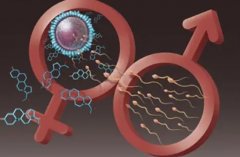 冻胚移植是怎么操作的?冻胚移植要注意什么?