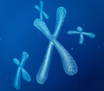 三代试管移植前基因筛查：所需胚胎数量与筛选流程