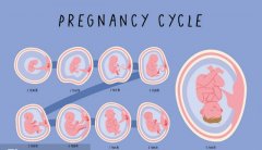 一文了解12个胚胎做三代得到的婴儿数量是否确定