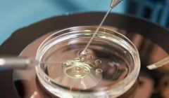 三代试管移植一个胚胎还是两个？成功率对比！