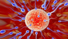 试管马来西亚之旅：详细报价单助您预算无忧