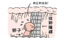 应对试管过程中的排卵障碍：定制化解决方案与关键注意事项全解析