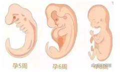 试管诞生之旅：揭秘从受精到妊娠的每一步治疗过程