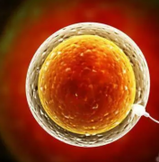 内膜微刺激技术提高试管着床率的方式及效果