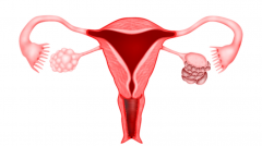 卵巢早衰患者的福音：供卵试管，你真的了解吗？