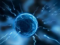 一个囊胚移植后可能诞生双胞胎？——三代试管技术生双胎的优劣势探