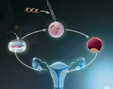 移植一个胚胎的成功率怎么样？女性年龄是影响因素之一