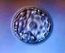 3天鲜胚VS5天囊胚：哪个成功率更高？选对适合自己的方案最关键！