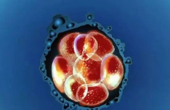 鲜胚移植成功率大揭秘！还有提升成功率的实用小妙招哦！