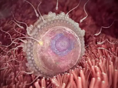 囊胚移植VS冻胚移植，哪个更优？优缺点全解析，帮你做决定！