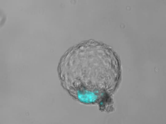 上海九院试管专家推荐：哪位医生口碑好？带您了解明星主任的专长！