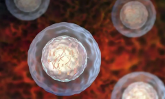 囊胚移植VS鲜胚移植，哪个更胜一筹？看完成功率对比就明白！