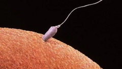 湛江试管助孕公司费用揭秘：准备15万足够应对吗？