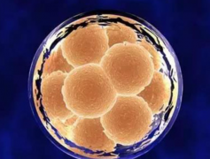 鲜胚移植2个能成几个？揭秘影响成功率的四大关键因素！