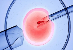 鲜胚移植后五大注意事项一览，注意这些事项才能提高成功率