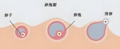 取卵泡两个试菅成功率高吗?卵泡少对试管是否有影响?