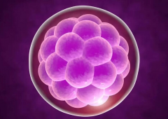 鲜囊胚移植后第二天的关键：了解它的“漫步”与“分身”奥秘！