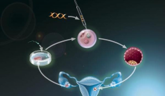 武汉公立医院三代试管选性别要花多少钱？费用明细全揭秘！