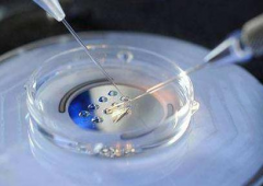 鲜囊胚VS冻囊胚，试管移植选哪个？各自优势大比拼！