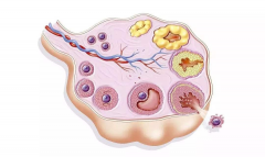 鲜胚移植后饮食全攻略！避开这4大坑，让着床更顺利！