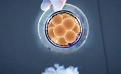 鲜胚移植or冻胚移植？试管医生的详细对比分析，帮你做决定！