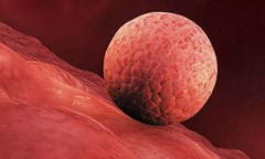 鲜胚快还是囊胚快？移植天数全面解析