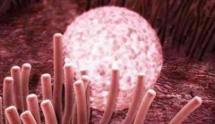 试管长方案费用为何比短方案高？一文解析！