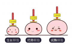 胚胎移植对卵泡有要求，卵泡直径非常重要！
