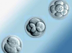 鲜胚移植和冻胚移植的优点分享，了解二者之间的区别！