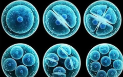 挑对试管医院，成功率与费用怎么平衡？一看就懂的选择指南！