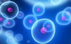 囊胚与冻胚的区别：深入解析成活率与培养时间