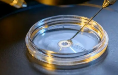 促排后卵泡提前排出，竟与饮食和体质有关？