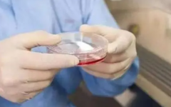 试管养囊：提升成功率，宫外孕不再来！