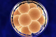 转氨酶高为啥让囊胚移植得等一等？揭秘背后的原因与重要性