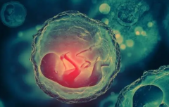 试管移植新突破：降调人工周期助力，囊胚移植高效完成