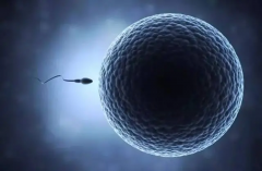 10细胞四级胚胎移植，成功率咋样？为啥着床有点难？原因一次说清楚！