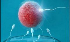 拉拉和单身女性海外试管造娃的基本费用及费用影响因素