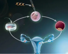 囊胚移植后，试纸颜色没加深？可能是生化妊娠在作怪，一文带你了解