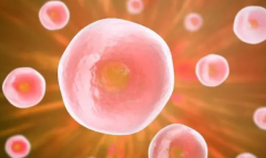 深度解析：取卵三天后移植，如何加速早期胚胎发育的奥秘
