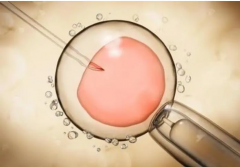 鲜胚移植第二天很关键，移植注意事项和风险有哪些？