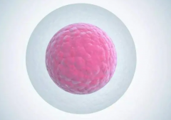 不可忽视的试管前准备：确认卵泡排放，为移植保驾护航